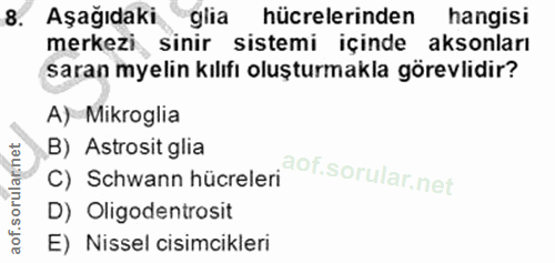 8. soru: Aşağıdaki glia hücrelerinden hangisi merkezi sinir sistemi içinde aksonları saran myelin kılıfı oluşturmakla görevlid…