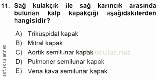 11. soru: Sağ kulakçık ile sağ karıncık arasında bulunan kalp kapakçığı aşağıdakilerden hangisidir? A) Triküspidal kapak B) Mit…