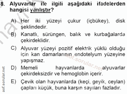 8. soru: Alyuvarlar ile ilgili aşağıdaki ifadelerden hangisi yanlıştır? A) Her iki yüzeyi çukur (içbükey), disk şeklindedir. B…