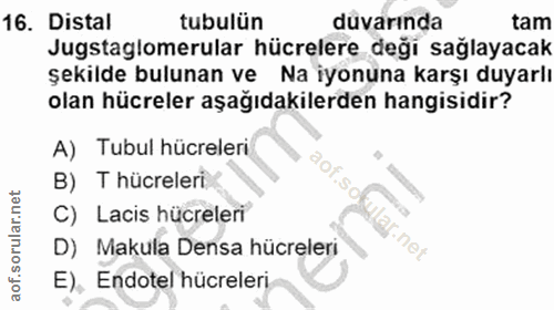 16. soru: Distal tubulün duvarında tam Jugstaglomerular hücrelere deği sağlayacak şekilde bulunan ve Na iyonuna karşı duyarlı o…
