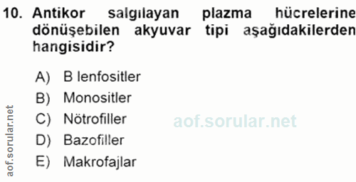 10. soru: Antikor salgılayan plazma hücrelerine dönüşebilen akyuvar tipi aşağıdakilerden hangisidir? A) B lenfositler B) Monosi…