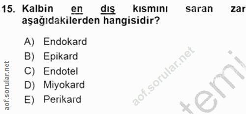 15. soru: Kalbin en dış kısmını saran zar aşağıdakilerden hangisidir? A) Endokard B) Epikard C) Endotel D) Miyokard E) Perikard