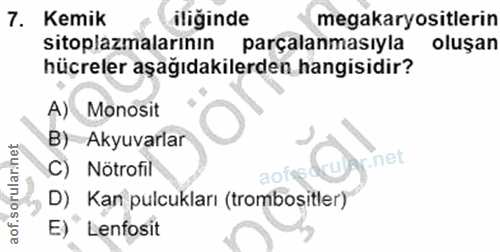 7. soru: Kemik iliginde megakaryositlerin sitoplazmalarının parçalanmasıyla oluşan hücreler aşağıdakilerden hangisidir? A) Mon…
