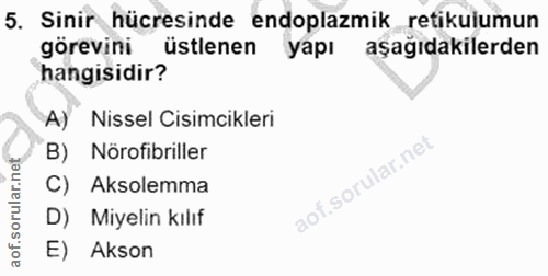 5. soru: Sinir hücresinde endoplazmik retikulumun görevini üstlenen yapı aşağıdakilerden hangisidir? A) Nissel Cisimcikleri B)…