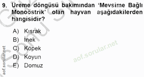 9. soru: Üreme döngüsü bakımından 'Mevsime Bağlı Monoöstrik' olan hayvan aşağıdakilerden hangisidir? A) Kısrak B) Inek C) Köpe…