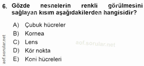 6. soru: Gözde nesnelerin renkli görülmesini sağlayan kısım aşağıdakilerden hangisidir? A) Çubuk hücreler B) Kornea C) Lens D)…