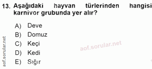 13. soru: Aşağıdaki hayvan türlerinden hangisi karnivor grubunda yer alır? A) Deve B) Domuz ula C) Keçi D) Kedi lof.s E) Sığır
