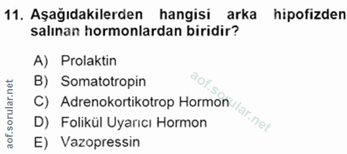 11. soru: Aşağıdakilerden hangisi arka hipofizden salınan hormonlardan biridir? A) Prolaktin B) Somatotropin D) Folikül Uyarıcı…