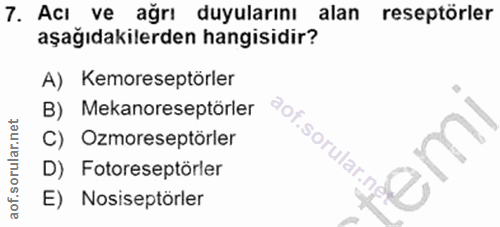 7. soru: Acl ve ağrı duyularını alan reseptörler aşağıdakilerden hangisidir? A) Kemoreseptörler B) Mekanoreseptörler C) Ozmore…