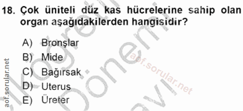 18. soru: Çok üniteli düz kas hücrelerine sahip olan organ aşağıdakilerden hangisidir? A) Bronşlar B) Mide Tebr. / C) Bağırsak,…