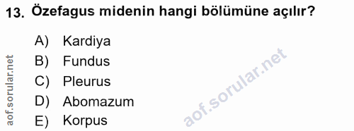 13. soru: Özefagus midenin hangi bölümüne açılır? A) Kardiya Fundus C) Pleurus D) Abomazum E) Korpus
