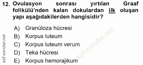 12. soru: Ovulasyon sonrası yırtılan Graaf folikülü'nden kalan dokulardan ilk oluşan yapı aşağıdakilerden hangisidir? A) Granül…