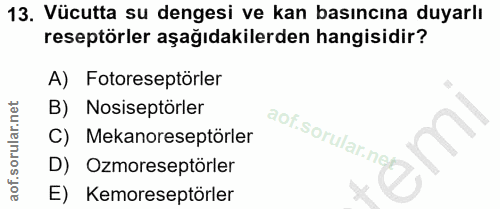 13. soru: Vücutta su dengesi ve kan basıncına duyarlı reseptörler aşağıdakilerden hangisidir? A) Fotoreseptörler B) Nosiseptörl…