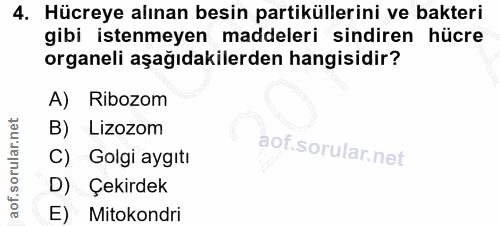 4. soru: Hücreye alınan besin partiküllerini ve bakteri gibi istenmeyen maddeleri sindiren hücre organeli aşağıdakilerden hang…