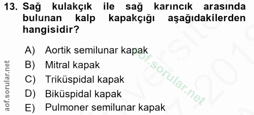 13. soru: Sağ kulakçık ile sağ karıncık arasında bulunan kalp kapakçığı aşağıdakilerden hangisidir? A) Aortik semilunar kapak B…