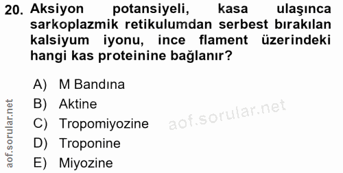 20. soru: Aksiyon potansiyeli, kasa ulaşınca sarkoplazmik retikulumdan serbest bırakılan kalsiyum iyonu, ince flament üzerindek…