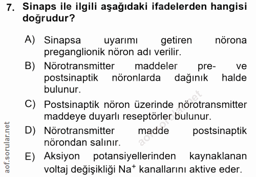 7. soru: Sinaps ile ilgili aşağıdaki ifadelerden hangisi doğrudur? A) Sinapsa uyarımı getiren nörona preganglionik nöron adı v…