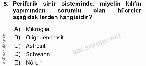 5. soru: Periferik sinir sisteminde, miyelin kılıfın yapımından sorumlu olan hücreler aşağıdakilerden hangisidir? A) Mikroglia…