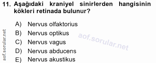 11. soru: Aşağıdaki kraniyel sinirlerden hangisinin kökleri retinada bulunur? A) Nervus olfaktorius B) Nervus optikus C) Nervus…