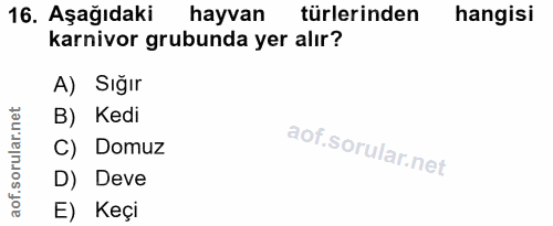 16. soru: Aşağıdaki hayvan türlerinden hangisi karnivor grubunda yer alır? A) Sığır orular.net B) Kedi C) Domuz D) Deve aof. E)…