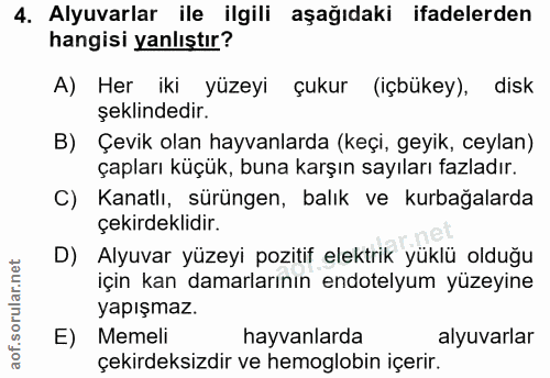4. soru: Alyuvarlar ile ilgili aşağıdaki ifadelerden hangisi yanlıştır? A) Her iki yüzeyi çukur (içbükey), disk şeklindedir. B…