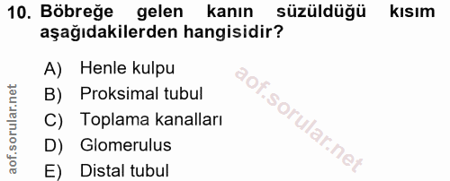 10. soru: Böbreğe gelen kanın süzüldüğü kısım aşağıdakilerden hangisidir? A) Henle kulpu B) Proksimal tubul C) Toplama kanallar…