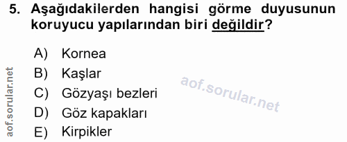 5. soru: Aşağıdakilerden hangisi görme duyusunun koruyucu yapılarından biri değildir? A) Kornea B) Kaşlar C) Gözyaşı bezleri D…