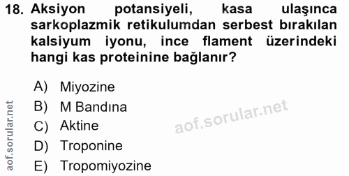 18. soru: Aksiyon potansiyeli, kasa ulaşınca sarkoplazmik retikulumdan serbest bırakılan kalsiyum iyonu, ince flament üzerindek…
