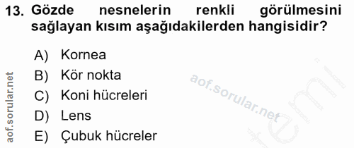 13. soru: Gözde nesnelerin renkli görülmesini sağlayan kısım aşağıdakilerden hangisidir? A) Kornea B) Kör nokta C) Koni hücrele…