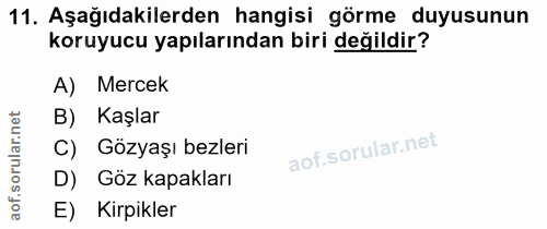 11. soru: Aşağıdakilerden hangisi görme duyusunun koruyucu yapılarından biri değildir? A) Mercek rular.net B) Kaşlar C) Gözyaşı…