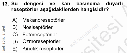 13. soru: Su dengesi ve kan basincina duyarlı reseptörler aşağıdakilerden hangisidir? A) Mekanoreseptörler B) Nosiseptörler rul…