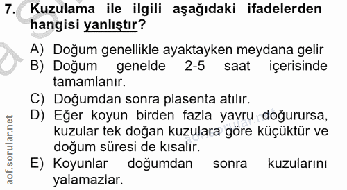 7. soru: Kuzulama ile ilgili aşağıdaki ifadelerden hangisi yanlıştır? A) Doğum genellikle ayaktayken meydana gelir B) Doğum ge…