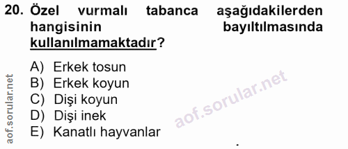 20. soru: Özel vurmalı tabanca aşağıdakilerden hangisinin bayıltılmasında kullanılmamaktadır? A) Erkek tosun B) Erkek koyun C)…