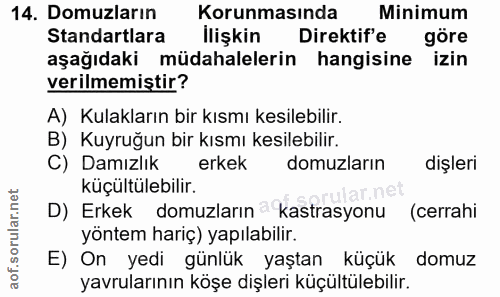 14. soru: Domuzların Korunmasında Minimum Standartlara İlişkin Direktif'e göre aşağıdaki müdahalelerin hangisine izin verilmemi…
