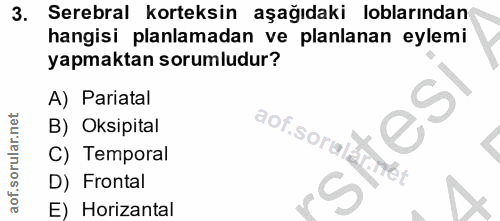 3. soru: Serebral korteksin aşağıdaki loblarından hangisi planlamadan ve planlanan eylemi yapmaktan sorumludur? A) Pariatal B)…