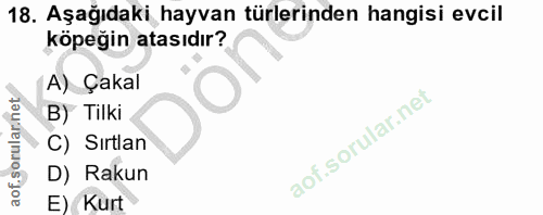 18. soru: Aşağıdaki hayvan türlerinden hangisi evcil köpeğin atasıdır? A) Çakal B) Tilki C) Sırtlan D) Rakun E) Kurt