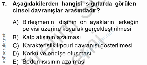 7. soru: Aşağıdakilerden hangisi sığırlarda görülen cinsel davranışlar arasındadır? A) Birleşmenin, dişinin ön ayaklarını erke…