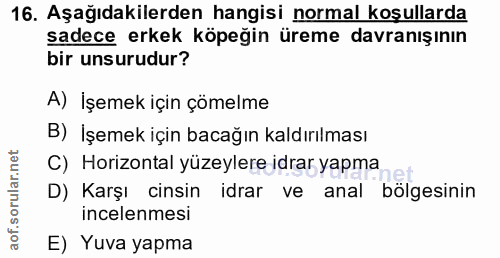 16. soru: Aşağıdakilerden hangisi normal koşullarda sadece erkek köpeğin üreme davranışının bir unsurudur? A) İşemek için çömel…