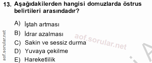 13. soru: Aşağıdakilerden hangisi domuzlarda östrus belirtileri arasındadır? A) İştah artması B) İdrar azalması C) Sakin ve ses…