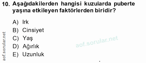 10. soru: Aşağıdakilerden hangisi kuzularda puberte yaşına etkileyen faktörlerden biridir? A) Irk B) Cinsiyet C) Yaş D) Ağırlık…