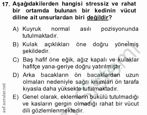 17. soru: Aşağıdakilerden hangisi stressiz ve rahat bir ortamda bulunan bir kedinin vücut diline ait unsurlardan biri değildir?…