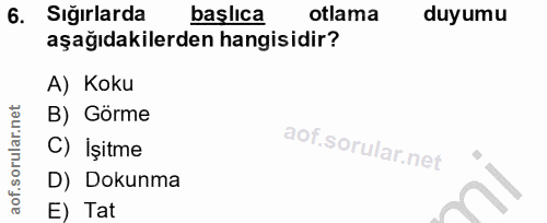 6. soru: Sığırlarda başlıca otlama duyumu aşağıdakilerden hangisidir? A) Koku B) Görme C) İşitme D) Dokunma E) Tat