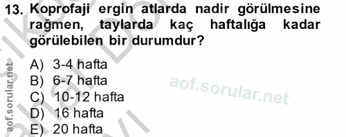 13. soru: Koprofaji ergin atlarda nadir görülmesine ragmen, taylarda kaç haftaliğa kadar görülebilen bir durumdur? A) 3-4 hafta…