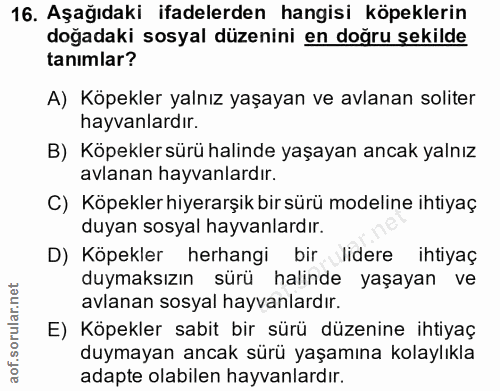 16. soru: Aşağıdaki ifadelerden hangisi köpeklerin doğadaki sosyal düzenini en doğru şekilde tanımlar? A) Köpekler yalnız yaşay…