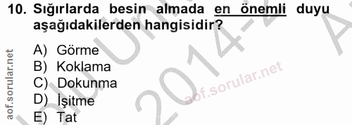 10. soru: Sığırlarda besin almada en önemli duyu aşağıdakilerden hangisidir? A) Görme B) Koklama f. C) Dokunma D) İşitme E) Tat