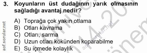 3. soru: Koyunların üst dudağının yarık olmasının sağladığı avantaj nedir? A) Toprağa çok yakın otlama B) Otları kavrama C) Ot…