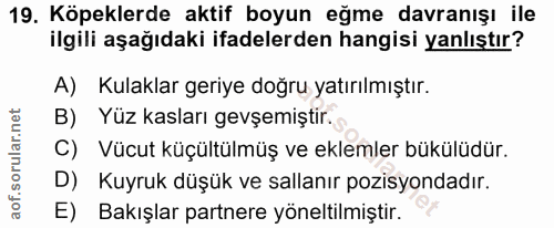 19. soru: Köpeklerde aktif boyun eğme davranışı ile ilgili aşağıdaki ifadelerden hangisi yanlıştır? A) Kulaklar geriye doğru ya…