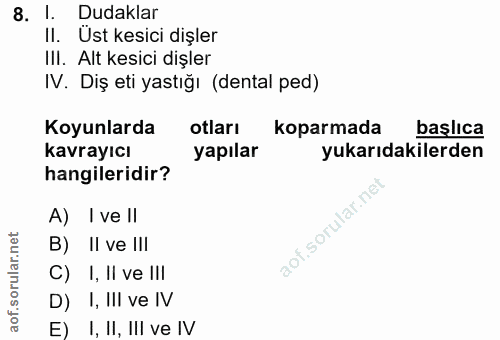 8. soru: l. Dudaklar II. Ust kesici dişler III. Alt kesici dişler IV. Diş eti yastığı (dental ped) Koyunlarda otları koparmada…