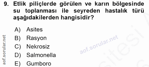 9. soru: Etlik piliçlerde görülen ve karın bölgesinde su toplanması ile seyreden hastalık türü aşağıdakilerden hangisidir? A)…