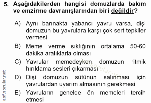 5. soru: Aşağıdakilerden hangisi domuzlarda bakım ve emzirme davranışlarından biri değildir? A) Aynı barınakta yabancı yavru v…